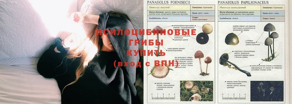 PSILOCYBIN Белокуриха